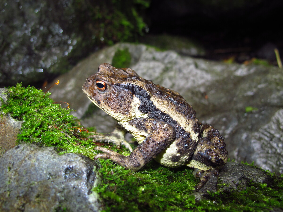 アズマヒキガエル | 南アルプスの宝箱 〜南アルプス魅力発信・環境学習